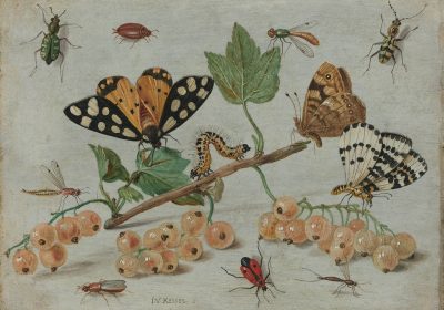 Картины с изображением насекомых